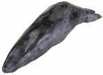 Fossil Whale Tooth - South Carolina #63551-1